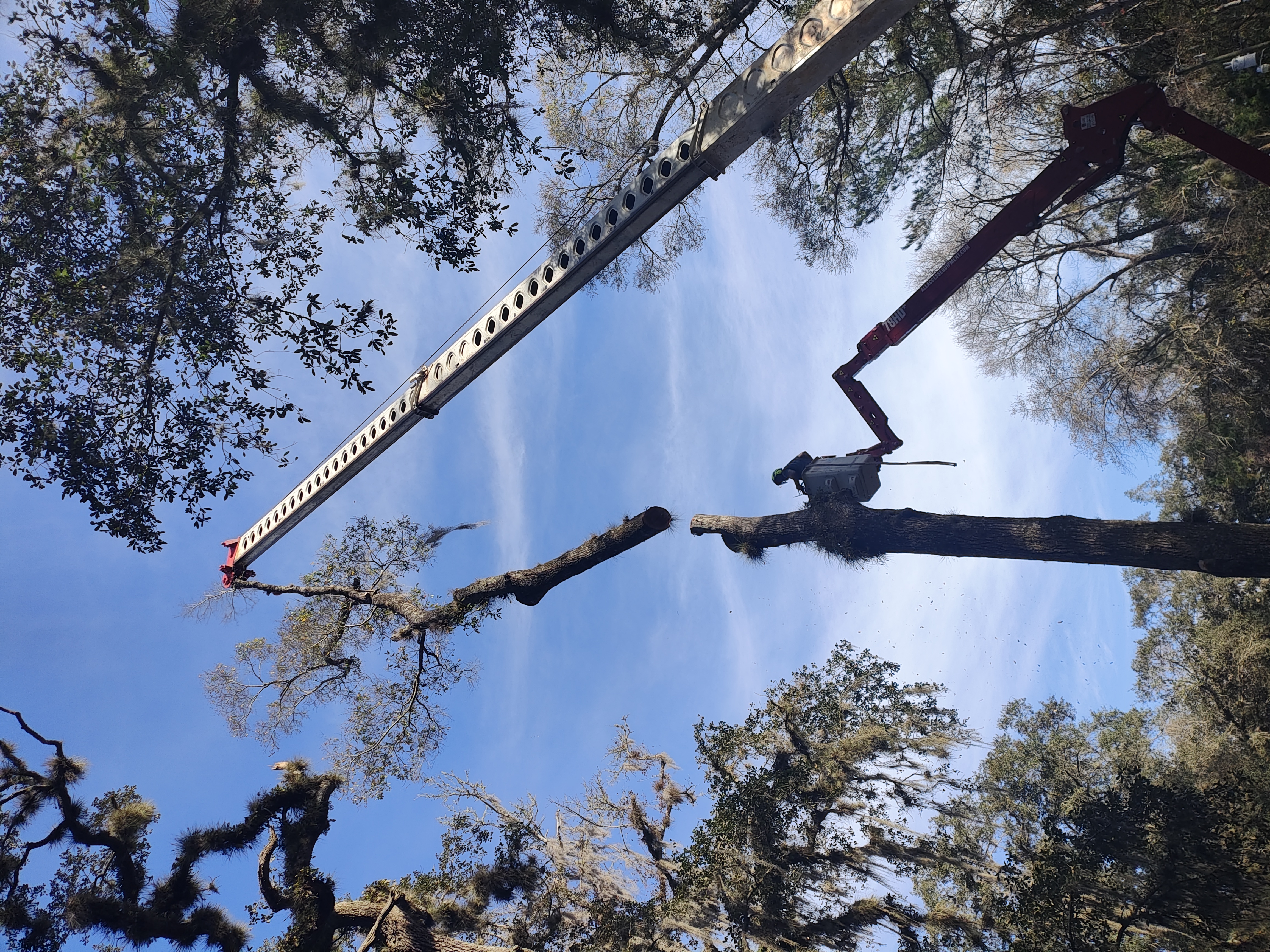 Tree removal before and after in Ormond Beach, FL