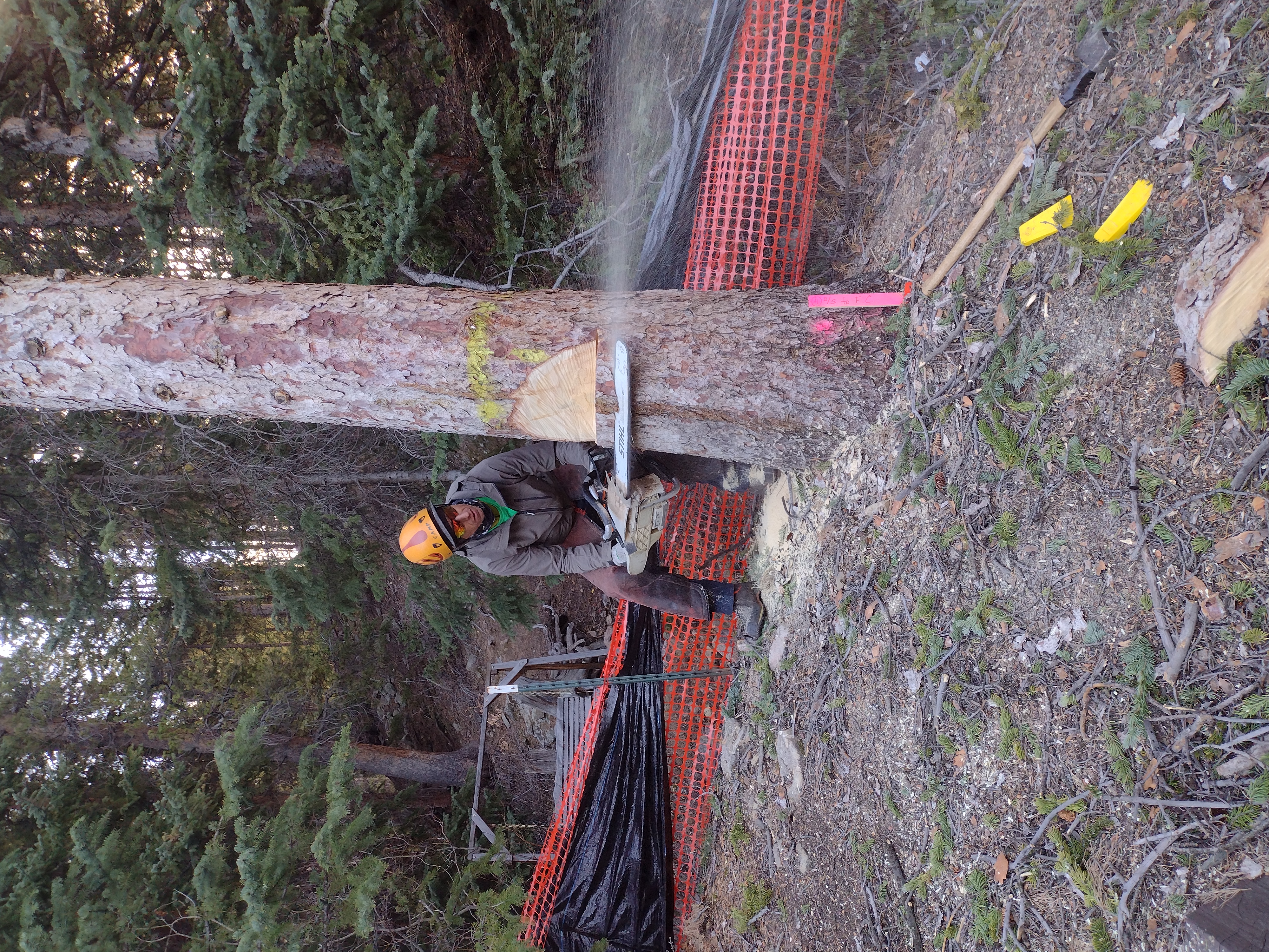 Cricket Cuts crew removing a large oak tree in Ormond Beach, FL